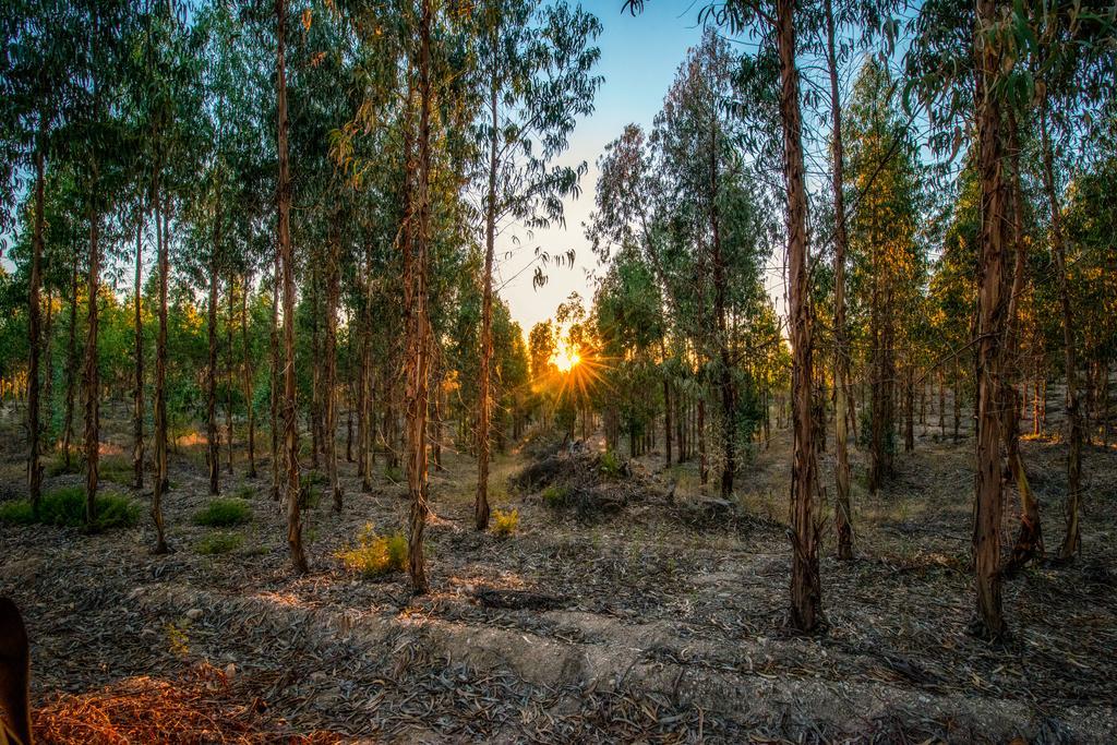 Quinta Da Eira Velha Guest House Aldeia do Mato  ภายนอก รูปภาพ